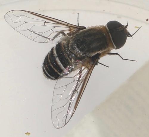 Réf. 326 723 : Exhyalanthrax muscarius